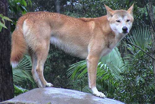 Giống chó Dingo Đông Dương một trong tứ đại danh khuyển của Việt Nam