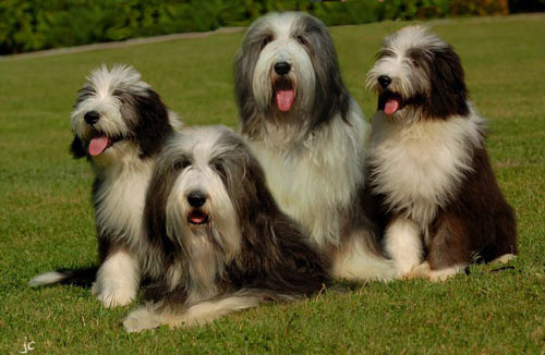 Giống chó Bearded Collie