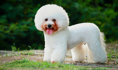 Giống chó Bichon Frise