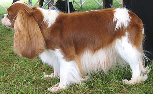 Giống chó Cavalier-King Charles Spaniels rất quý phái