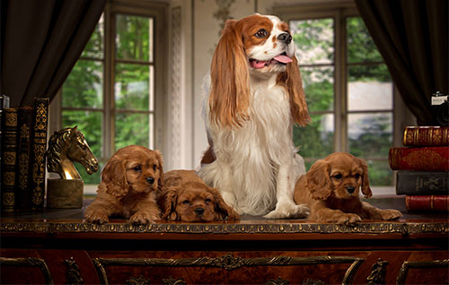 Giống chó Cavalier King Charles Spaniels 