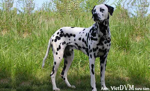 Dalmatian-2