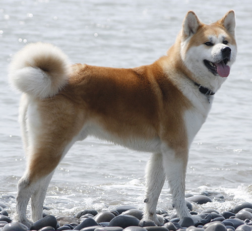 Giống  chó Akita - quốc khuyển của Nhật Bản