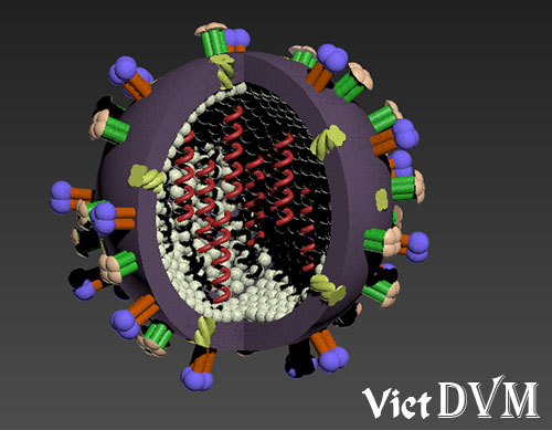 cau-tao-chung-virus-cum-gia-cam