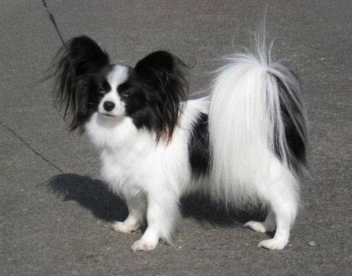 Giống chó Papillon có đôi tai như cánh bướm