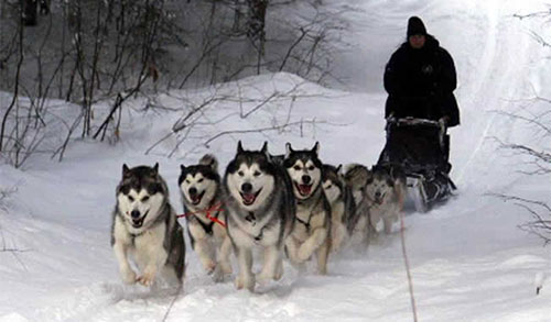 Giống chó Alaskan Malamute 