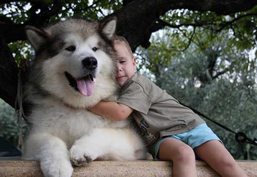 Giống chó Alaskan Malamute rất thân thiện với trẻ nhỏ