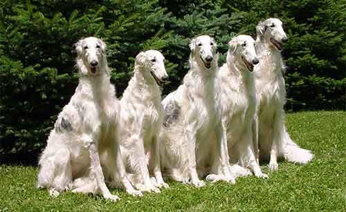 Borzoi ban đầu là một thợ săn lão luyện trong những địa hình trống trải