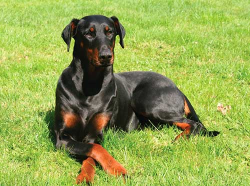 Giống chó Doberman