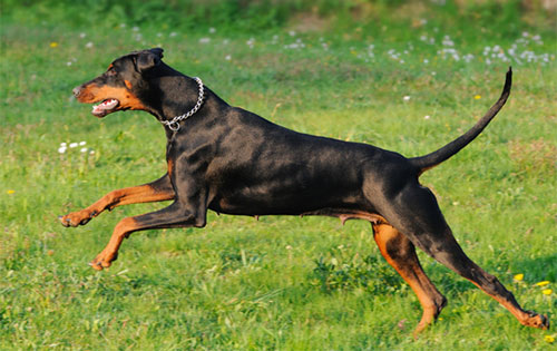 Giống chó Doberman có một ngoại hình mạnh mẽ