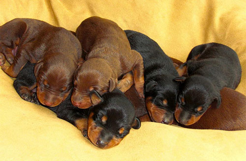 Những chú Doberman con