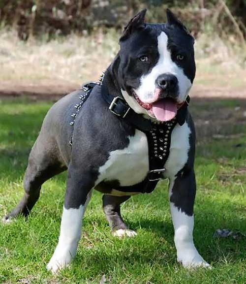 Giống chó Pit Bull có nguồn gốc từ Mỹ