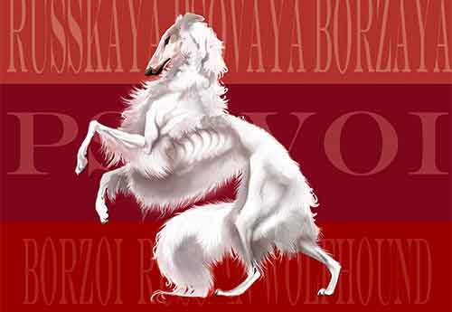 Giống chó Borzoi - giống chó săn nổi tiếng