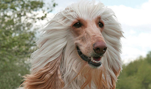 Giống chó Afghan Hound 