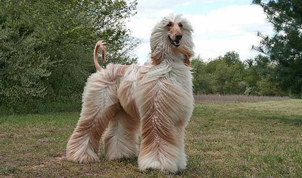 Giống chó Afghan Hound  mang trong mình dòng máu hoàng gia