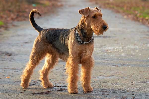 Airedale Terrie 02