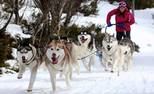 Giống chó Husky thường được dùng làm chó kéo xe