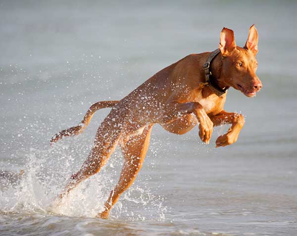 Giống chó Pharaoh hound được coi là quốc khuyển của Mata