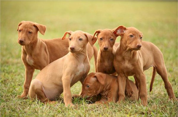 Giống chó Pharaoh hound - Giống chó săn rất trung thành