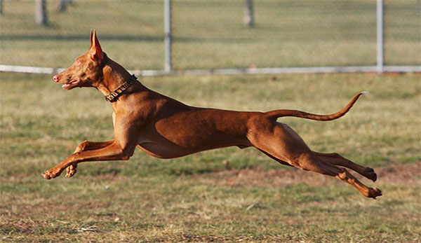 Giống chó Pharaoh hound là một giống chó săn nhưng rất điềm tĩnh