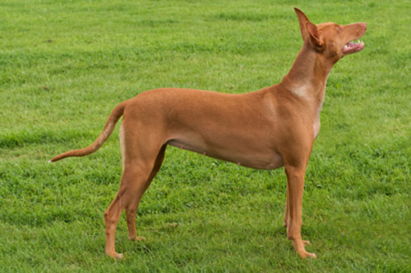 Giống chó Pharaoh hound có thể sống tới 14 năm tuổi