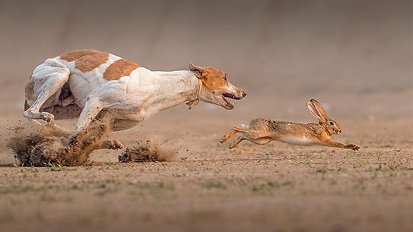 Giống chó Pharaoh hound - quốc khuyển của đất nước Malta