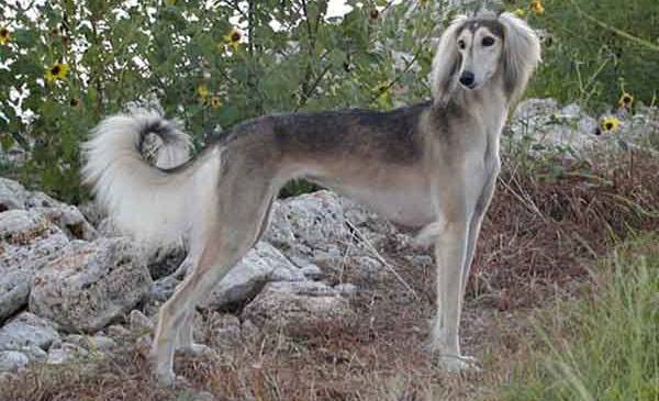 Ngoại hình của giống chó Saluki