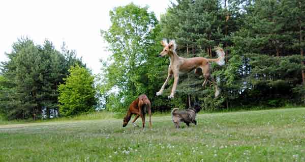 Chăm sóc giống chó Saluki