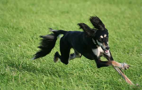 Chăm sóc giống chó Saluki 