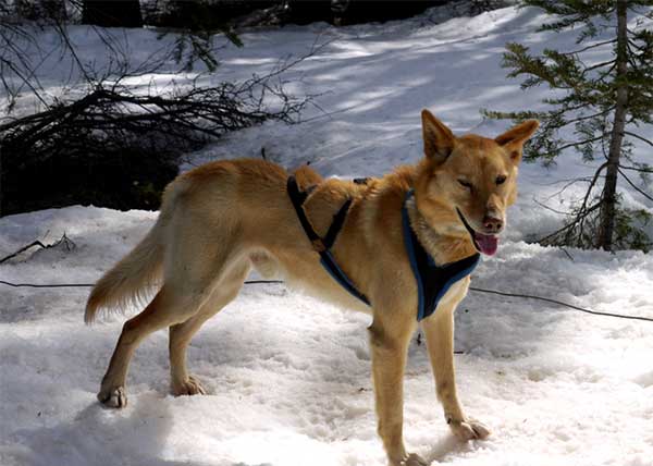 Giống chó Alaskan Husky