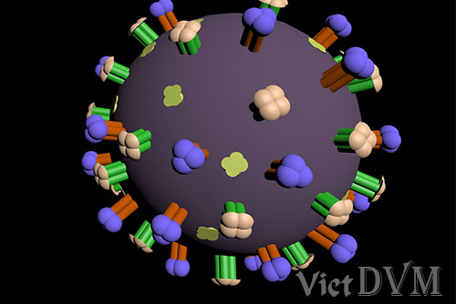 Virus cúm A gây bệnh trên heo (ảnh minh họa)