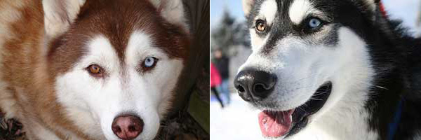Màu mắt đặc biệt của những chú chó Husky