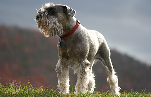 Giống chó Miniature Schnauzer