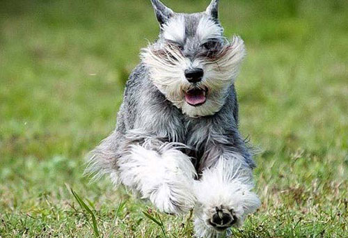 Giống chó Miniature Schnauzer có ngoại hình rất thu hút