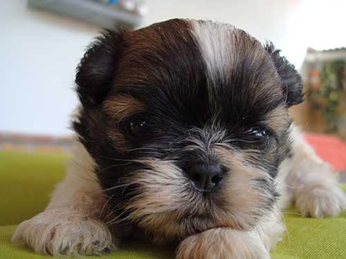 Giống chó Shih Tzu có ngoại hình rất 