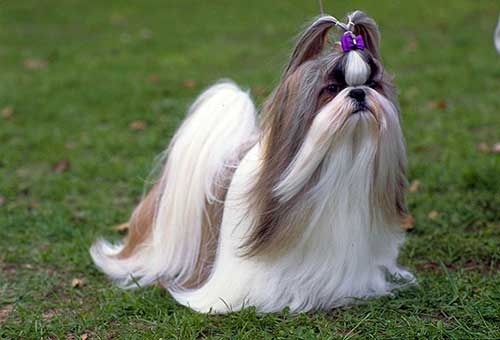 Giống chó Shih Tzu mang trong mình dòng máu cổ đại