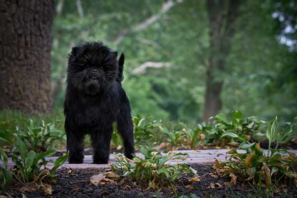 Affenpinscher 04