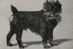 Affenpinscher 05a