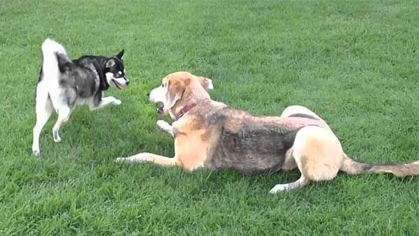 Alaskan klee kai 3