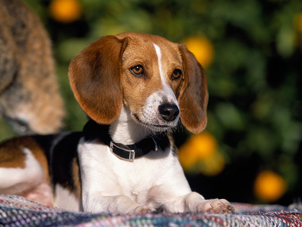 American Foxhound 1