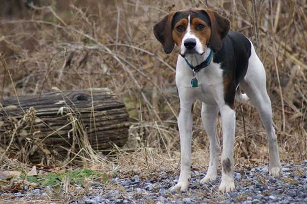 American Foxhound 2