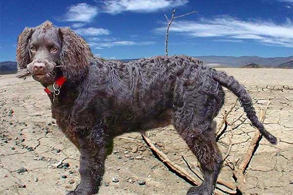 American Water Spaniel 1