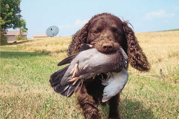 American Water Spaniel 3