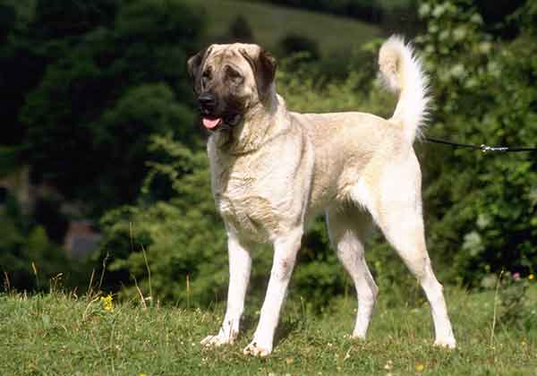 Anatolian Shepherd 2