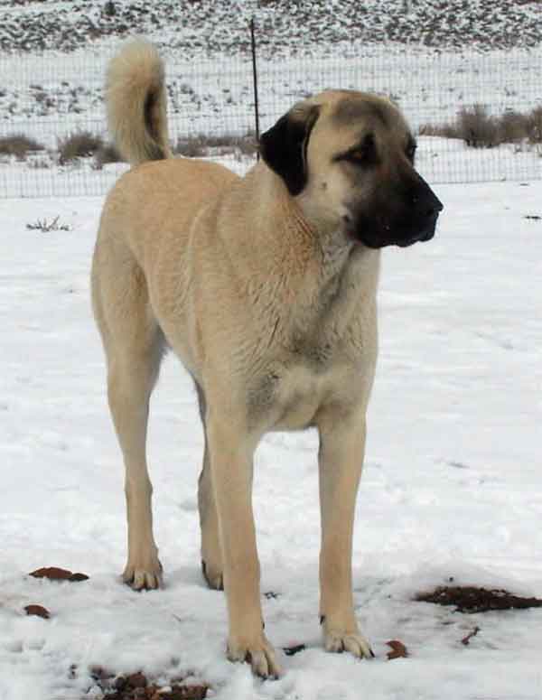Anatolian Shepherd 3