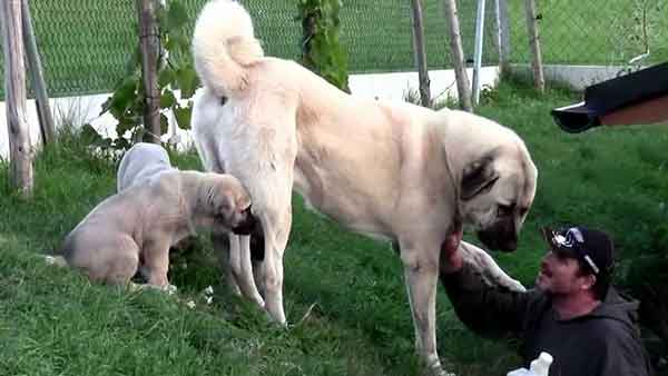 Anatolian Shepherd 4