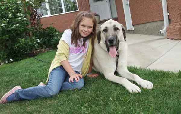 Anatolian Shepherd 5