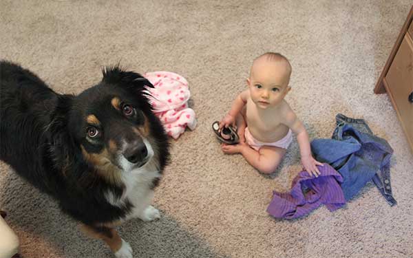 Australian Shepherd 1