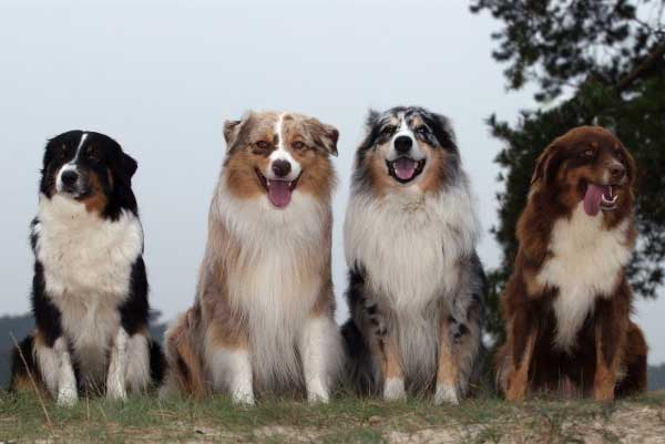 Australian Shepherd 2