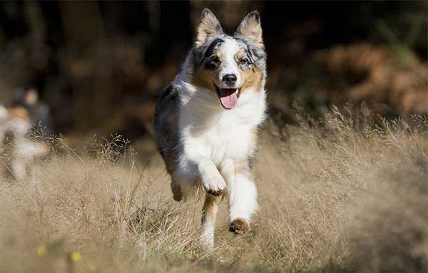 Australian Shepherd 3